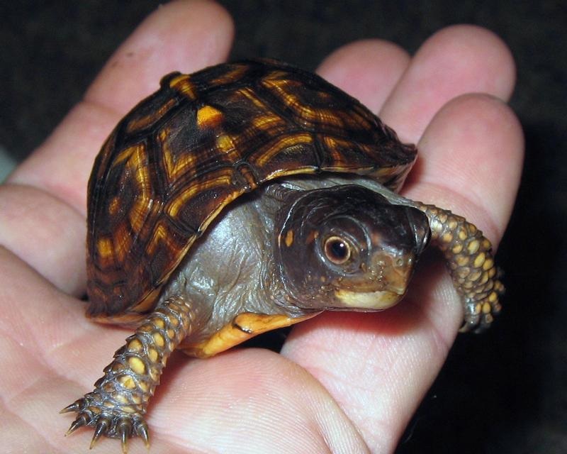Habitat - The Eastern Box Turtle